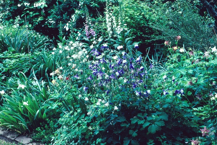 'Multiple Varieties' Assorted, Columbine - Aquilegia from Tidal Roots Garden Center