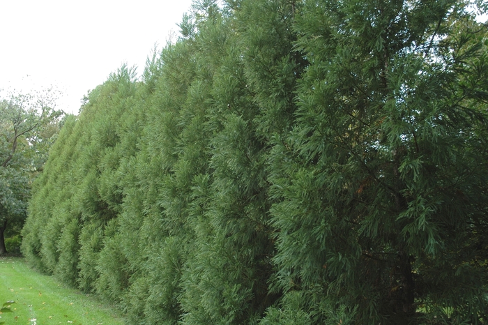 'Yoshino' Japanese Cryptomeria - Cryptomeria japonica from Tidal Roots Garden Center 'Yoshino' Japanese Cryptomeria - Cryptomeria japonica from Tidal Roots Garden Center