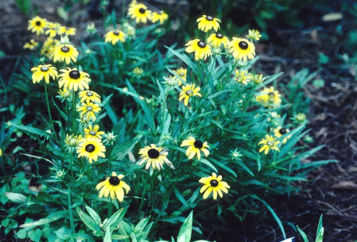 'Viette's Little Suzy' Black-eyed Susan - Rudbeckia fulgida var. speciosa from Tidal Roots Garden Center 'Viette's Little Suzy' Black-eyed Susan - Rudbeckia fulgida var. speciosa from Tidal Roots Garden Center