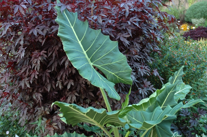 'Sarian' Elephant Ears - Alocasia from Tidal Roots Garden Center 'Sarian' Elephant Ears - Alocasia from Tidal Roots Garden Center
