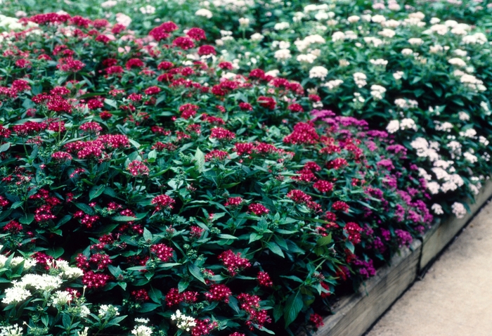 'Butterfly Mix' Egyptian Star Flower - Pentas lanceolata from Tidal Roots Garden Center 'Butterfly Mix' Egyptian Star Flower - Pentas lanceolata from Tidal Roots Garden Center