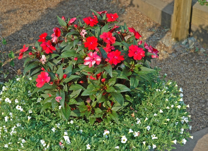 SunPatiens® Red - Impatiens from Tidal Roots Garden Center SunPatiens® Red - Impatiens from Tidal Roots Garden Center