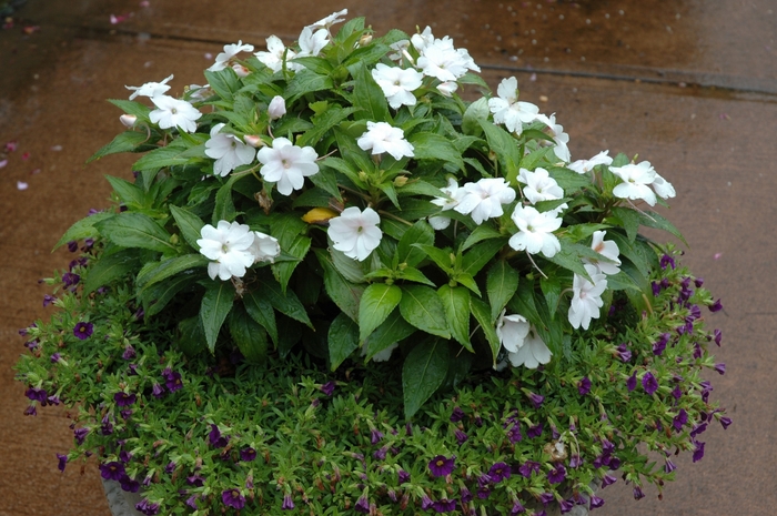 SunPatiens® 'White' - Impatiens from Tidal Roots Garden Center SunPatiens® 'White' - Impatiens from Tidal Roots Garden Center