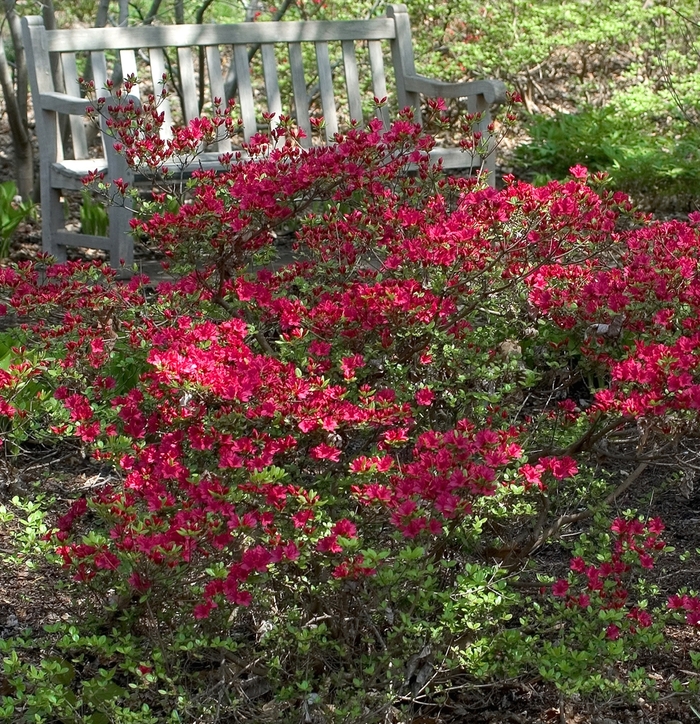 Assorted Azalea - Rhododendron from Tidal Roots Garden Center Assorted Azalea - Rhododendron from Tidal Roots Garden Center