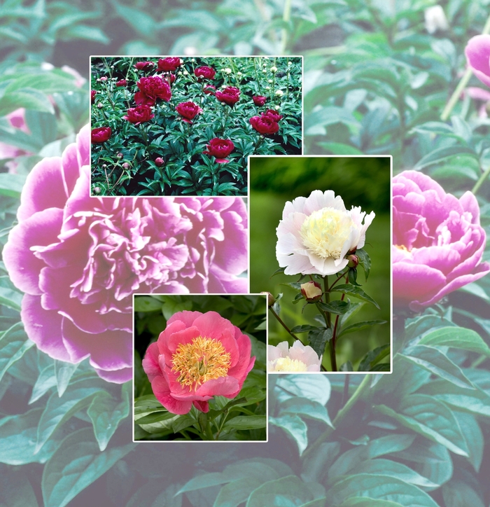 'Multiple Varieties' Peony - Paeonia from Tidal Roots Garden Center 'Multiple Varieties' Peony - Paeonia from Tidal Roots Garden Center