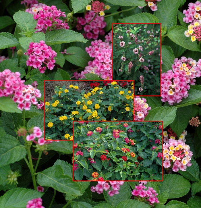 Assorted Lantana - Lantana from Tidal Roots Garden Center