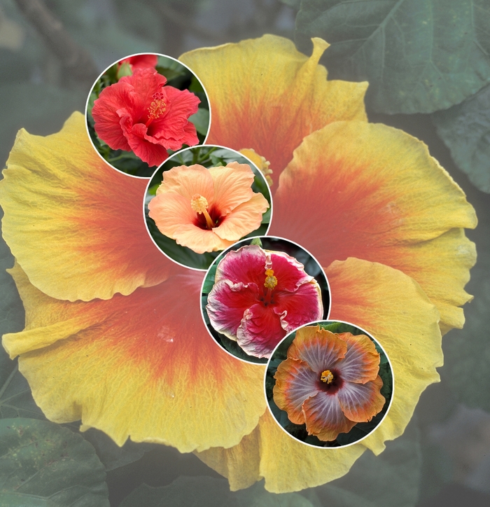 'Multiple Varieties' Assorted Tropical Hibiscus - Hibiscus from Tidal Roots Garden Center 'Multiple Varieties' Assorted Tropical Hibiscus - Hibiscus from Tidal Roots Garden Center