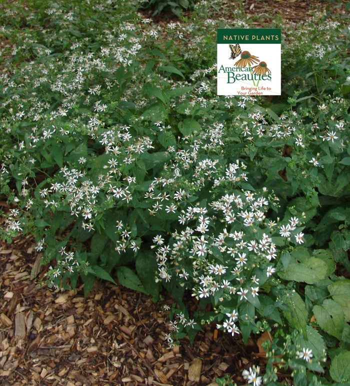 Woodland Aster - Aster divaricatus from Tidal Roots Garden Center Woodland Aster - Aster divaricatus from Tidal Roots Garden Center