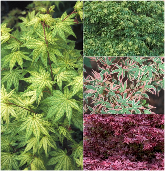 'Multiple Varieties' Japanese Maple - Acer palmatum from Tidal Roots Garden Center 'Multiple Varieties' Japanese Maple - Acer palmatum from Tidal Roots Garden Center