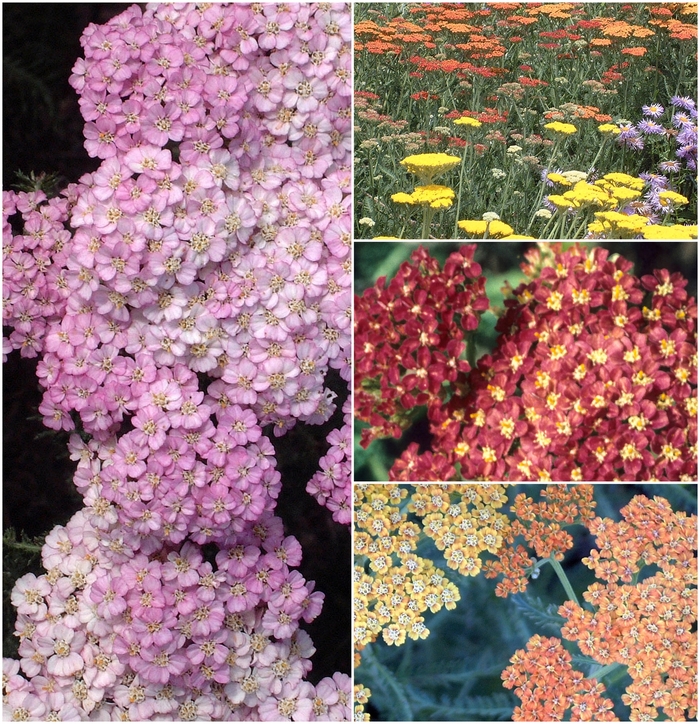 'Multiple Varieties' Yarrow - Achillea from Tidal Roots Garden Center