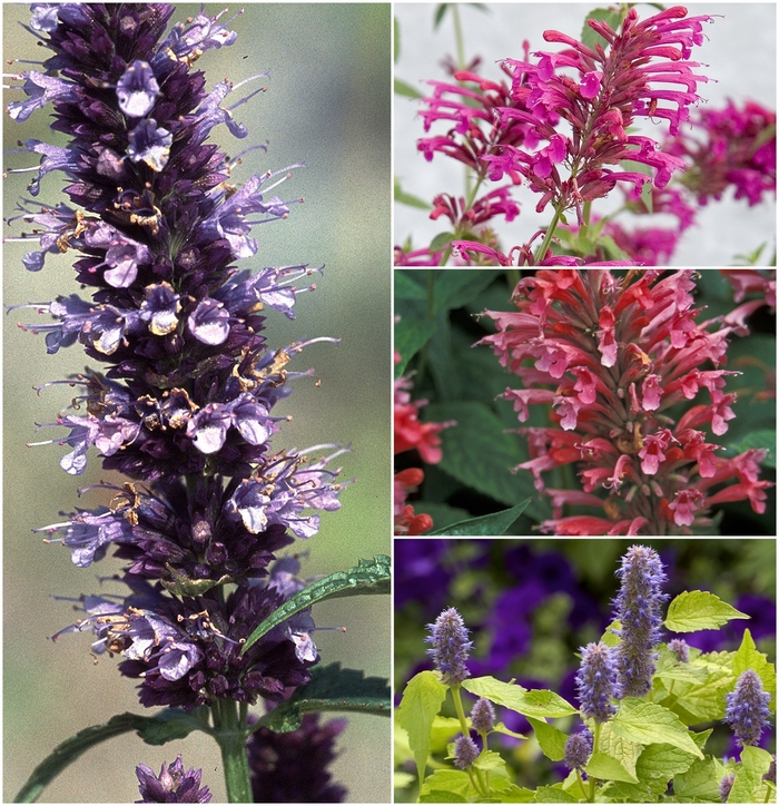 'Multiple Varieties' Assorted Hyssop - Agastache from Tidal Roots Garden Center