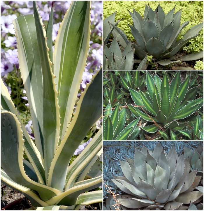 Multiple Varieties - Agave from Tidal Roots Garden Center Multiple Varieties - Agave from Tidal Roots Garden Center