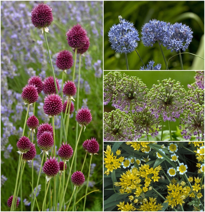 'Multiple Varieties' Ornamental Onion - Allium from Tidal Roots Garden Center 'Multiple Varieties' Ornamental Onion - Allium from Tidal Roots Garden Center