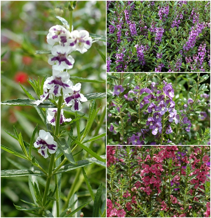 Assorted Angelonia - Angelonia angustifolium from Tidal Roots Garden Center