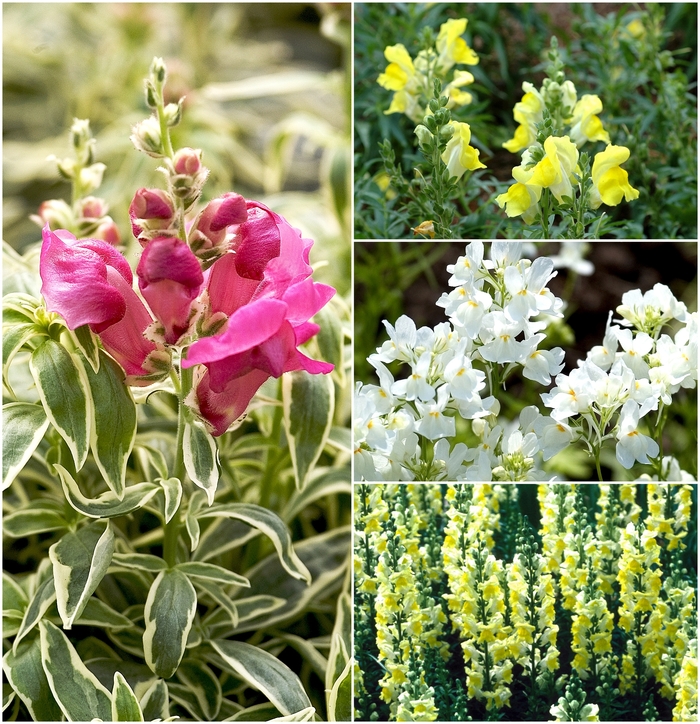 'Multiple Varieties' Snapdragon - Antirrhinum from Tidal Roots Garden Center 'Multiple Varieties' Snapdragon - Antirrhinum from Tidal Roots Garden Center