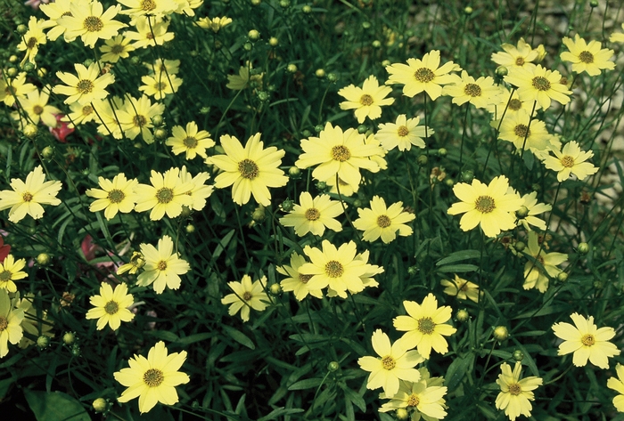'Creme Brulee' Tickseed - Coreopsis verticillata from Tidal Roots Garden Center 'Creme Brulee' Tickseed - Coreopsis verticillata from Tidal Roots Garden Center