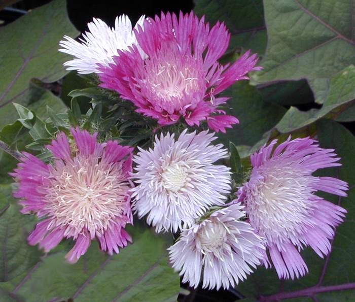 'Color Wheel' Stokes' Aster - Stokesia laevis from Tidal Roots Garden Center 'Color Wheel' Stokes' Aster - Stokesia laevis from Tidal Roots Garden Center