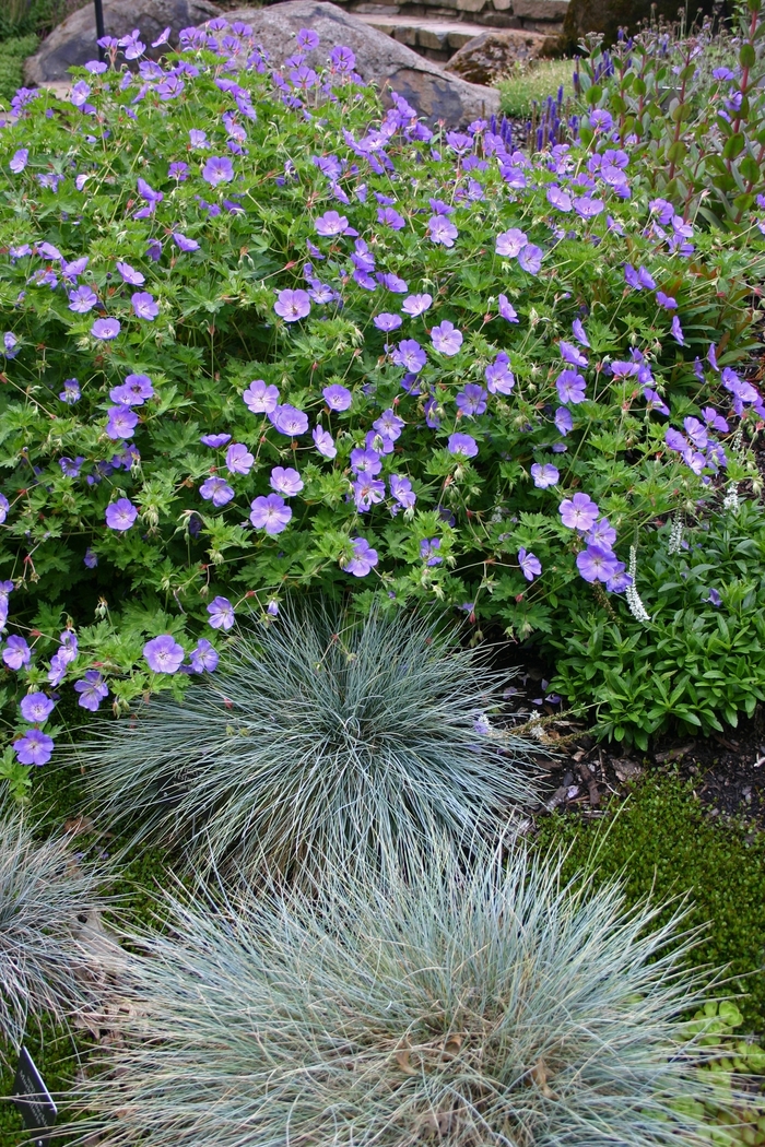 'Rozanne' Cranesbill - Geranium from Tidal Roots Garden Center