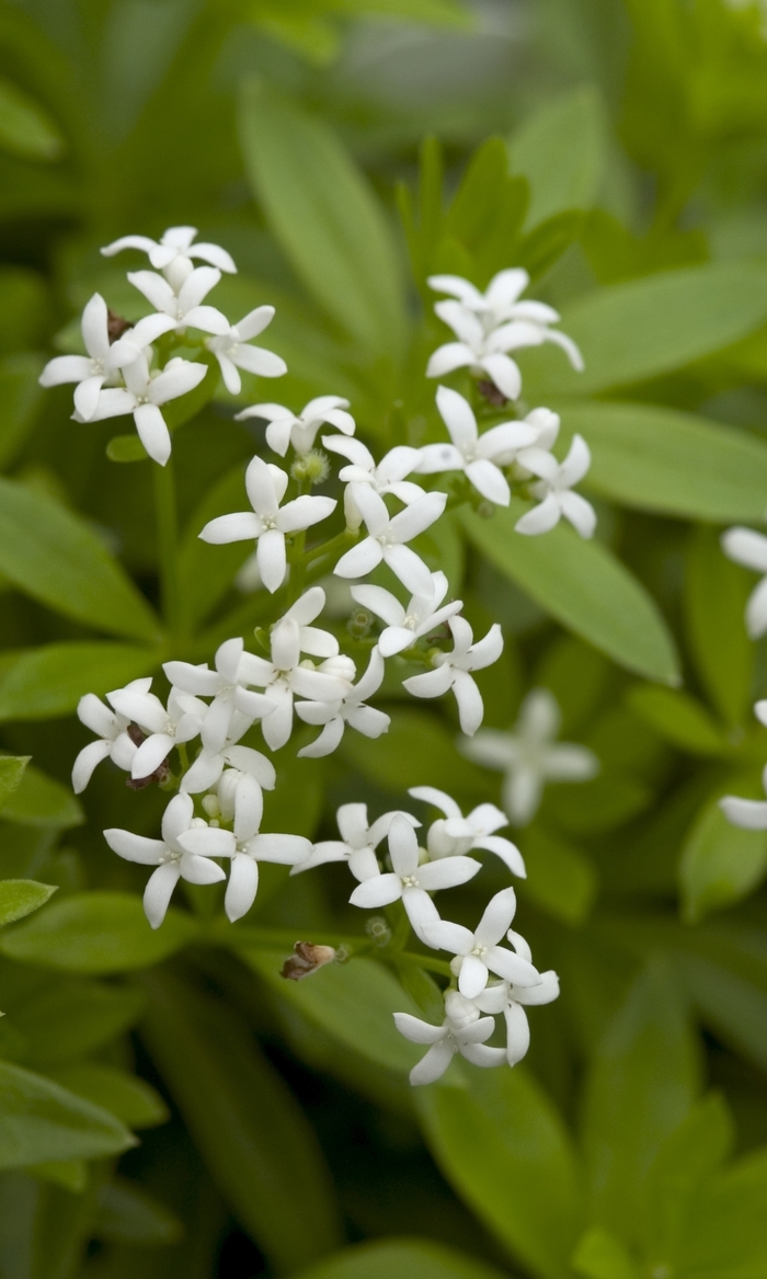 Sweet Woodruff - Galium odoratum from Tidal Roots Garden Center Sweet Woodruff - Galium odoratum from Tidal Roots Garden Center