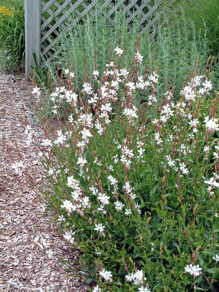 'Multiple Varieties' Whirling Butterflies - Gaura lindheimeri from Tidal Roots Garden Center 'Multiple Varieties' Whirling Butterflies - Gaura lindheimeri from Tidal Roots Garden Center