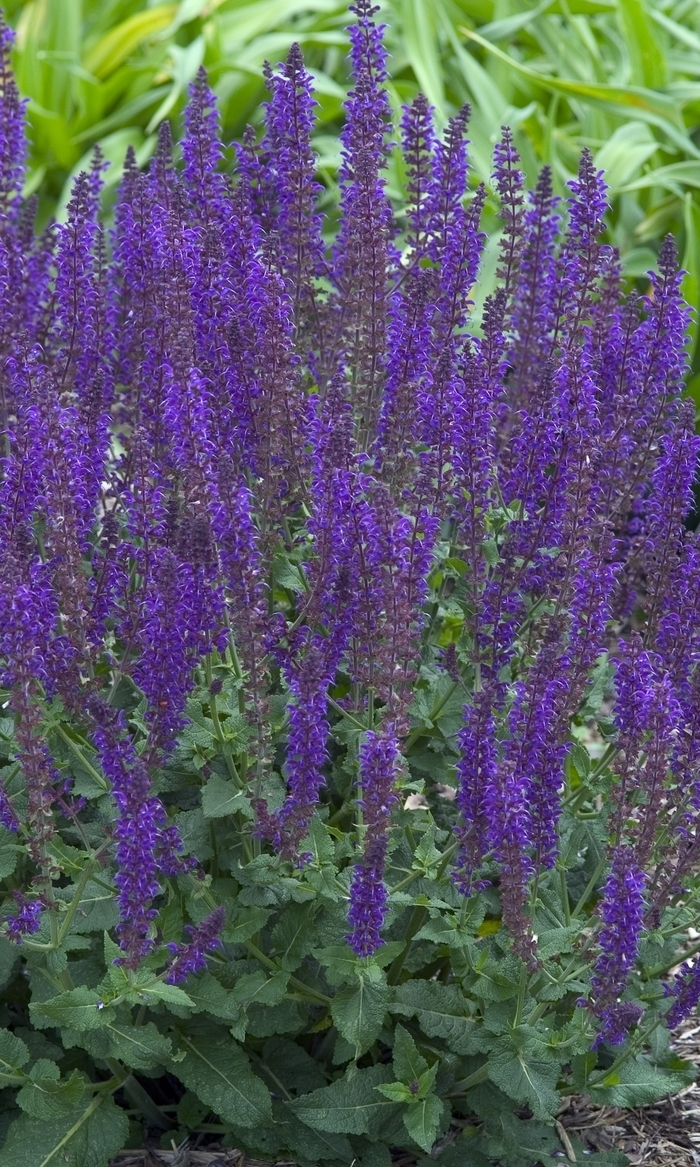 'May Night' Meadow Sage - Salvia x sylvestris from Tidal Roots Garden Center 'May Night' Meadow Sage - Salvia x sylvestris from Tidal Roots Garden Center