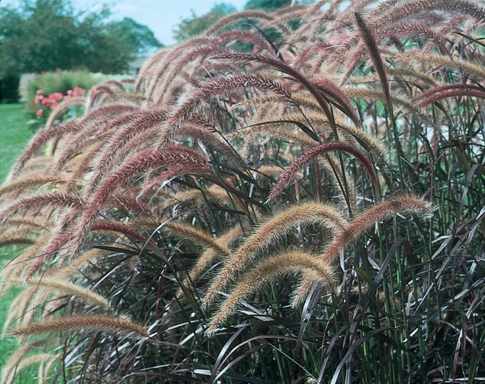 Graceful Grasses® 'Rubrum' - Pennisetum setaceum (Purple Fountain Grass) from Tidal Roots Garden Center Graceful Grasses® 'Rubrum' - Pennisetum setaceum (Purple Fountain Grass) from Tidal Roots Garden Center