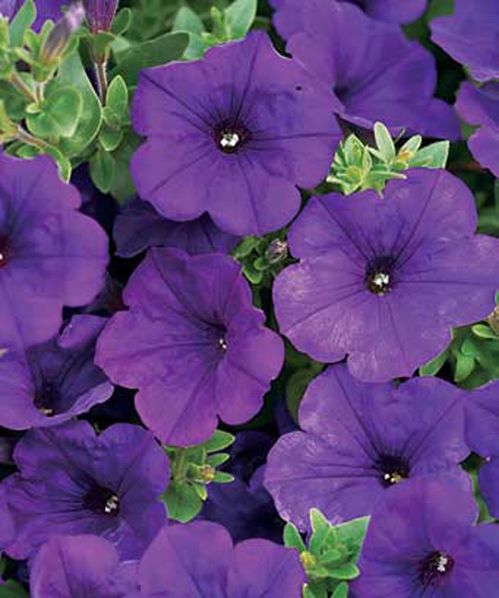 Supertunia® ''Royal Velvet®'' - Petunia from Tidal Roots Garden Center Supertunia® ''Royal Velvet®'' - Petunia from Tidal Roots Garden Center