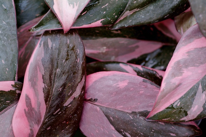 ''Pink Princess'' - Philodendron erubescens from Tidal Roots Garden Center ''Pink Princess'' - Philodendron erubescens from Tidal Roots Garden Center