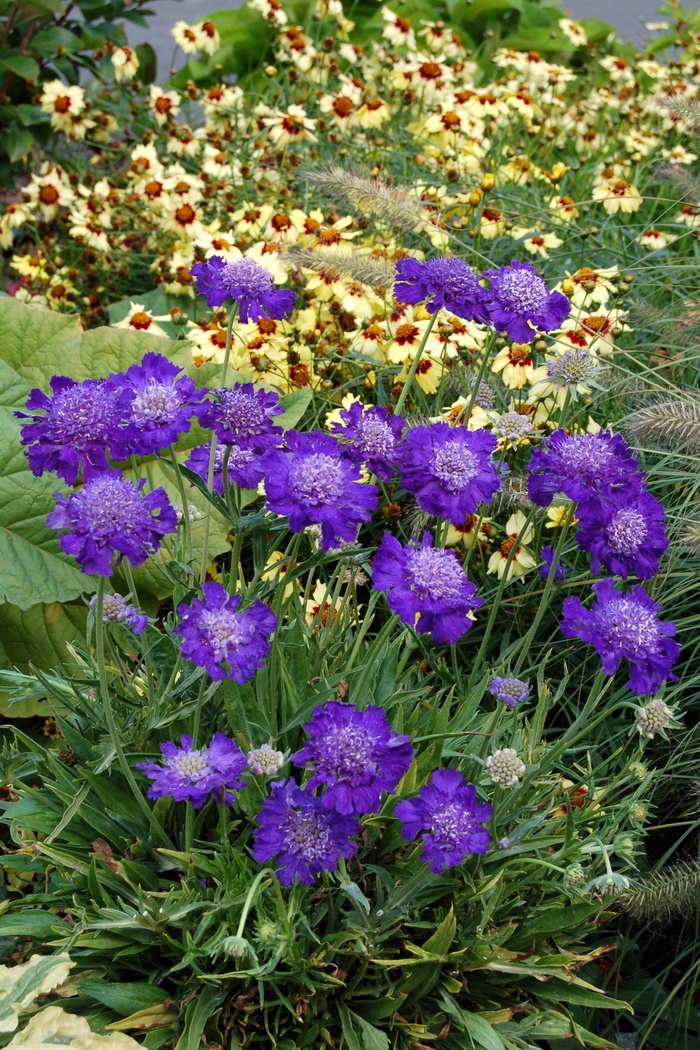 ''Vivid Violet'' Pincushion flower - Scabiosa columbaria from Tidal Roots Garden Center ''Vivid Violet'' Pincushion flower - Scabiosa columbaria from Tidal Roots Garden Center