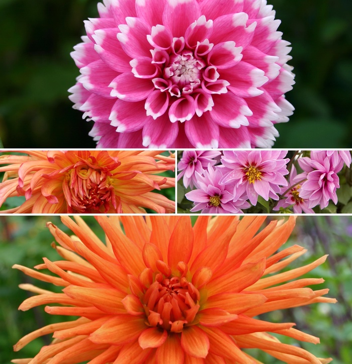 'Multiple Varieties' - Dahlia from Tidal Roots Garden Center 'Multiple Varieties' - Dahlia from Tidal Roots Garden Center