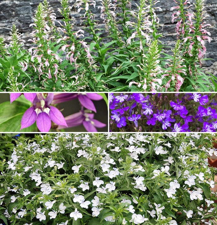 'Multiple Varieties' - Lobelia from Tidal Roots Garden Center 'Multiple Varieties' - Lobelia from Tidal Roots Garden Center