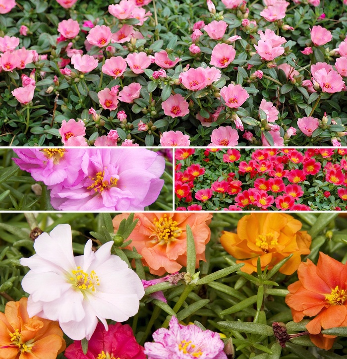 'Multiple Varieties' - Portulaca from Tidal Roots Garden Center 'Multiple Varieties' - Portulaca from Tidal Roots Garden Center