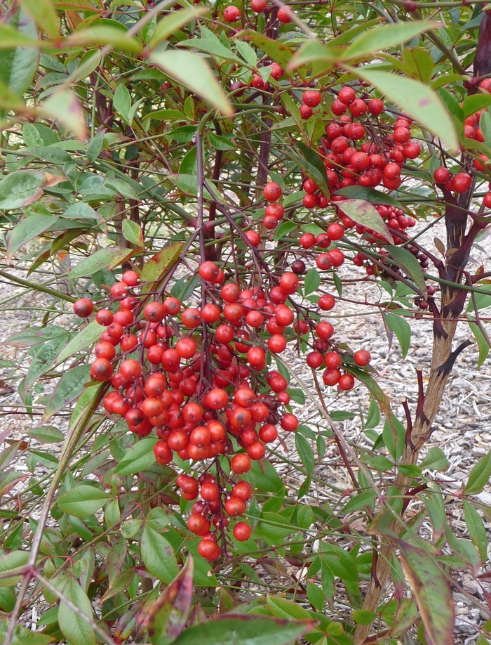 Heavenly Bamboo - Nandina domestica from Tidal Roots Garden Center Heavenly Bamboo - Nandina domestica from Tidal Roots Garden Center