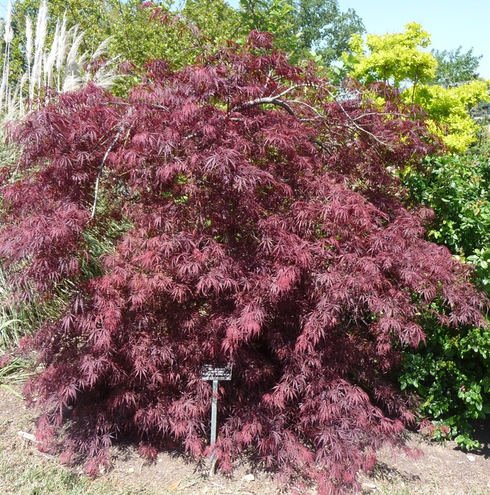 'Tamukeyama' Japanese Maple - Acer palmatum var. dissectum from Tidal Roots Garden Center