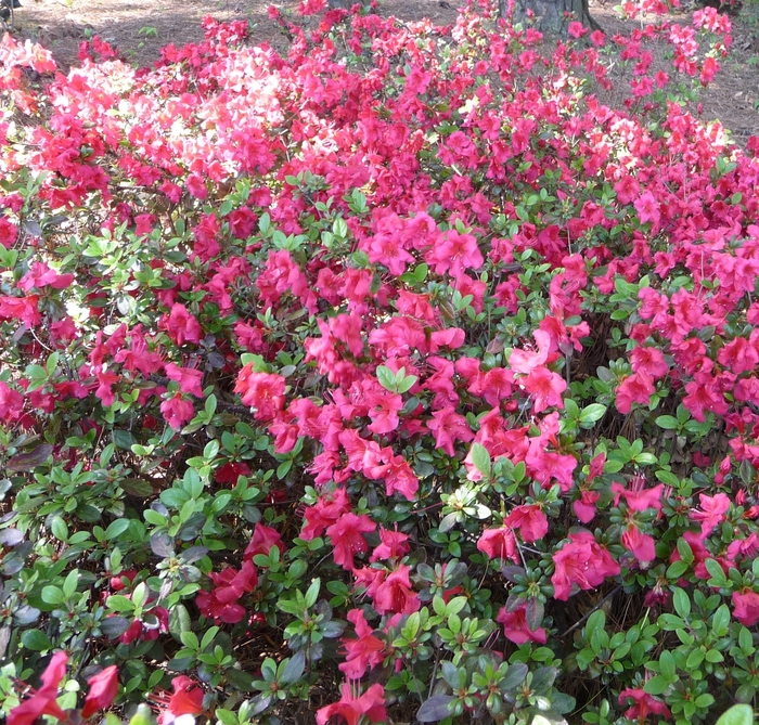 'Johanna' Azalea - Rhododendron kaempferi from Tidal Roots Garden Center 'Johanna' Azalea - Rhododendron kaempferi from Tidal Roots Garden Center