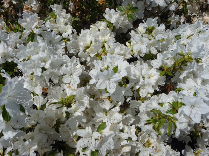 'Delaware Valley White' Azalea - Rhododendron Glenn Dale hybrid from Tidal Roots Garden Center 'Delaware Valley White' Azalea - Rhododendron Glenn Dale hybrid from Tidal Roots Garden Center