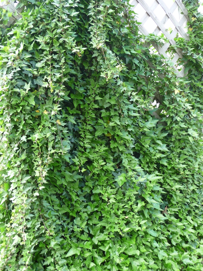 English Ivy - Hedera helix from Tidal Roots Garden Center English Ivy - Hedera helix from Tidal Roots Garden Center