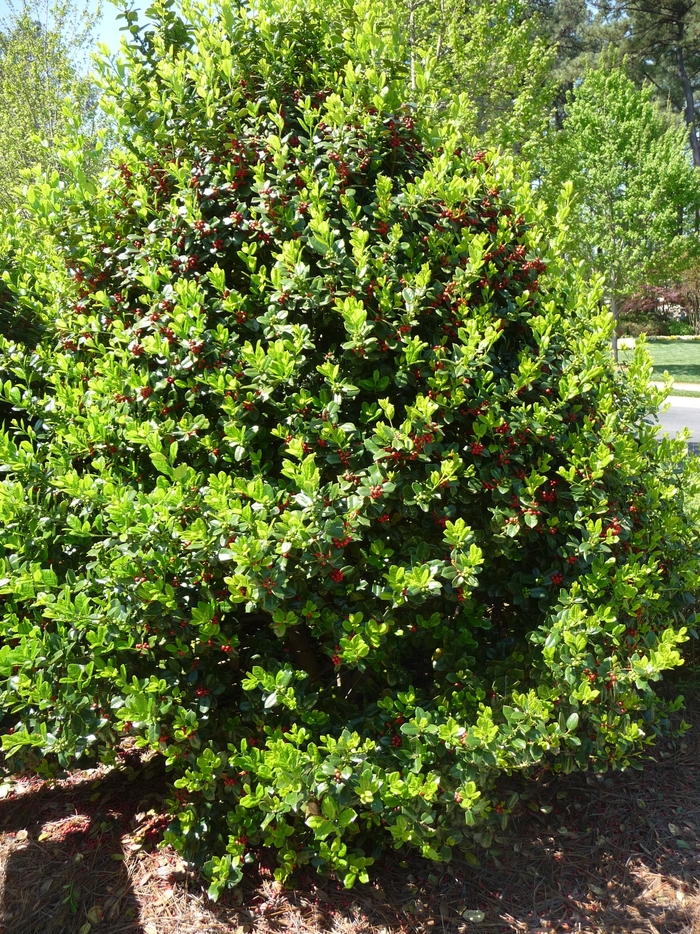 'Burfordii Nana' Chinese Holly - Ilex cornuta from Tidal Roots Garden Center 'Burfordii Nana' Chinese Holly - Ilex cornuta from Tidal Roots Garden Center