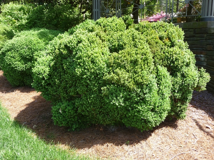 'Green Velvet' Boxwood - Buxus from Tidal Roots Garden Center 'Green Velvet' Boxwood - Buxus from Tidal Roots Garden Center
