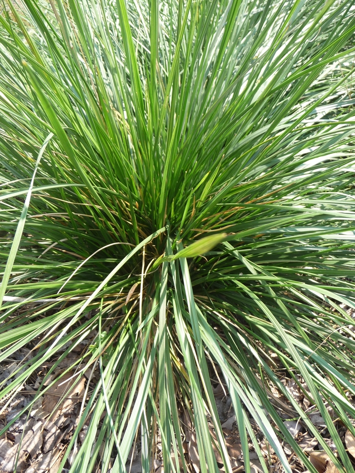 Tufted Hair Grass - Deschampsia cespitosa from Tidal Roots Garden Center Tufted Hair Grass - Deschampsia cespitosa from Tidal Roots Garden Center