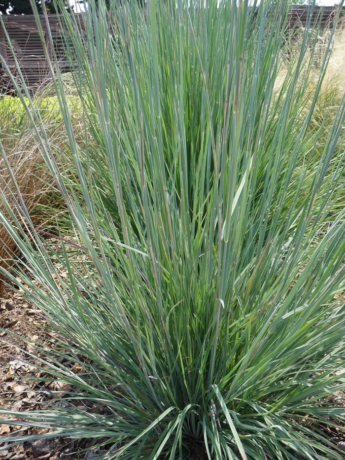 Little Bluestem - Schizachyrium scoparium from Tidal Roots Garden Center Little Bluestem - Schizachyrium scoparium from Tidal Roots Garden Center