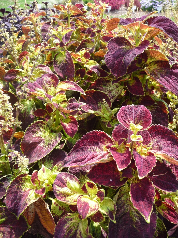 ColorBlaze® ''Dipt in Wine'' - coleus scutellarioides from Tidal Roots Garden Center ColorBlaze® ''Dipt in Wine'' - coleus scutellarioides from Tidal Roots Garden Center