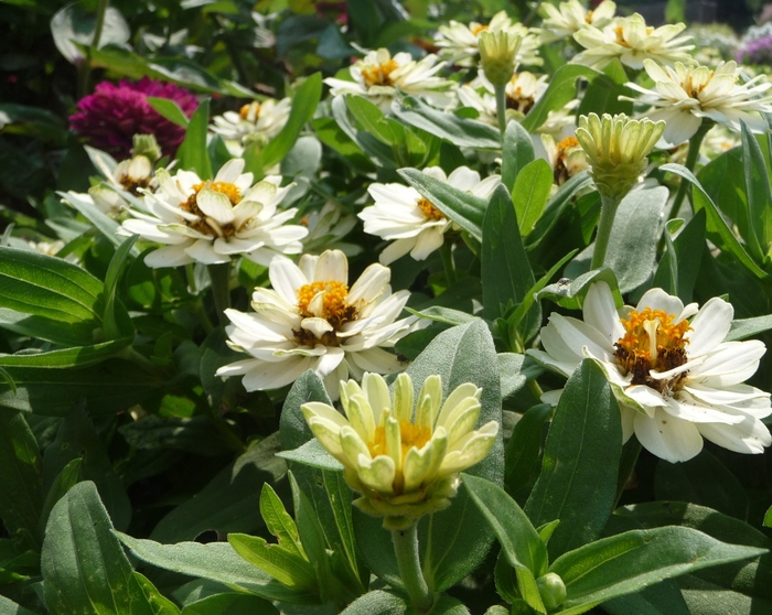 Profusion 'Double White' - Zinnia from Tidal Roots Garden Center Profusion 'Double White' - Zinnia from Tidal Roots Garden Center