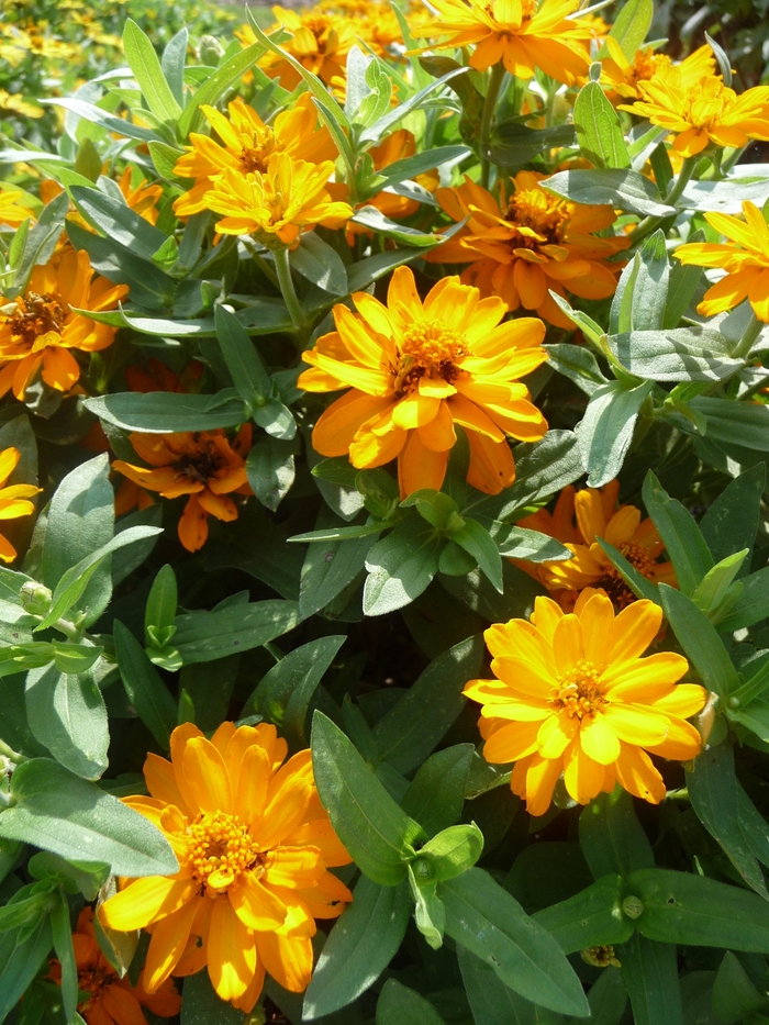 Profusion 'Double Golden' - Zinnia from Tidal Roots Garden Center Profusion 'Double Golden' - Zinnia from Tidal Roots Garden Center