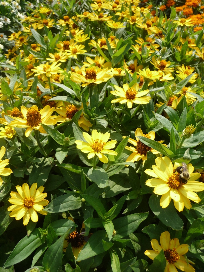 Profusion 'Yellow' - Zinnia from Tidal Roots Garden Center Profusion 'Yellow' - Zinnia from Tidal Roots Garden Center