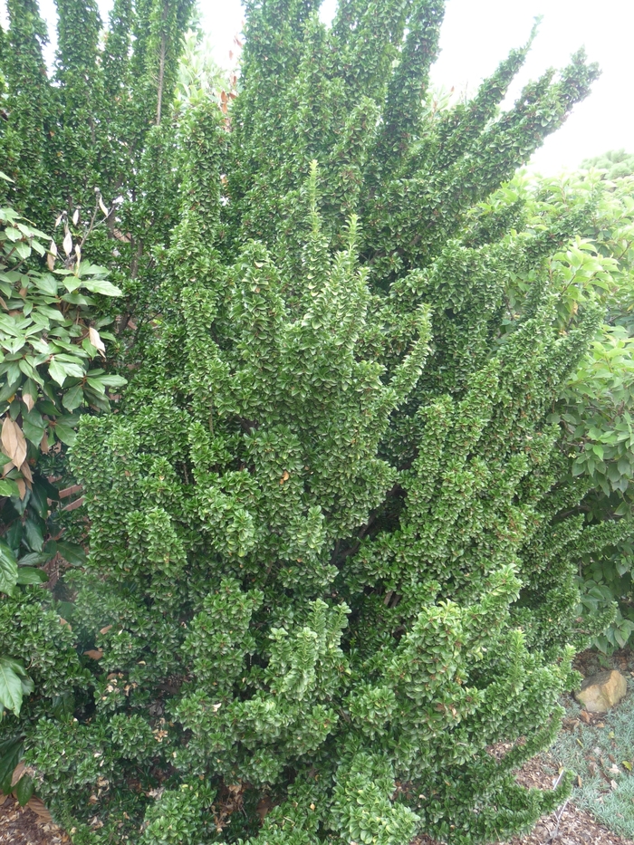 'Green Spire' Japanese Euonymus - Euonymus japonicus from Tidal Roots Garden Center 'Green Spire' Japanese Euonymus - Euonymus japonicus from Tidal Roots Garden Center