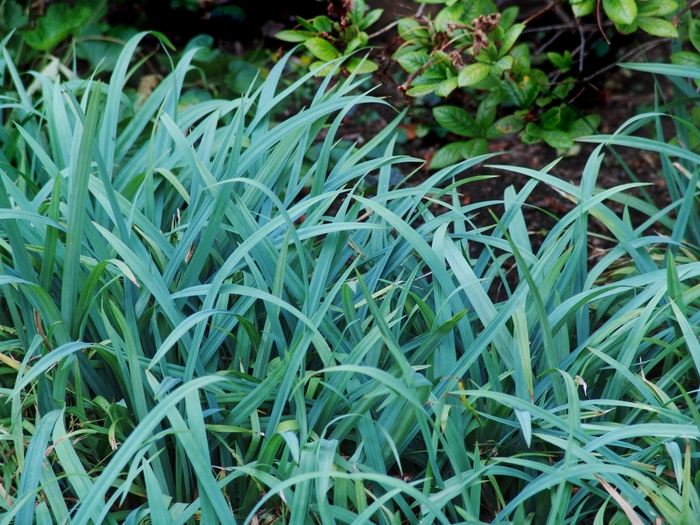 ''Bunny Blue®'' Sedge - Carex laxiculmus from Tidal Roots Garden Center ''Bunny Blue®'' Sedge - Carex laxiculmus from Tidal Roots Garden Center