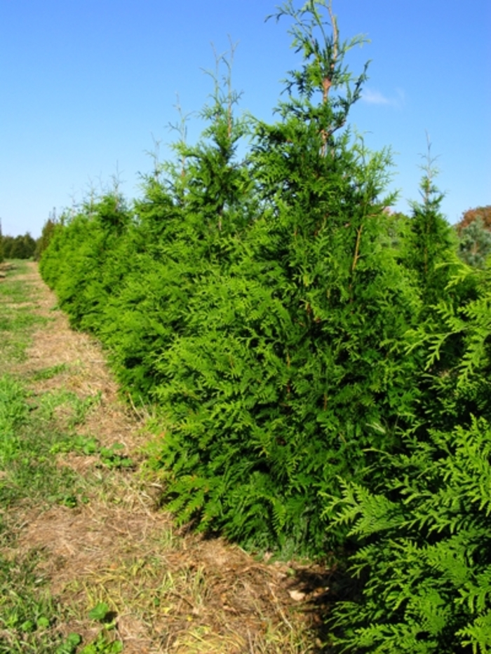 'Green Giant' Giant Arborvitae - Thuja from Tidal Roots Garden Center 'Green Giant' Giant Arborvitae - Thuja from Tidal Roots Garden Center