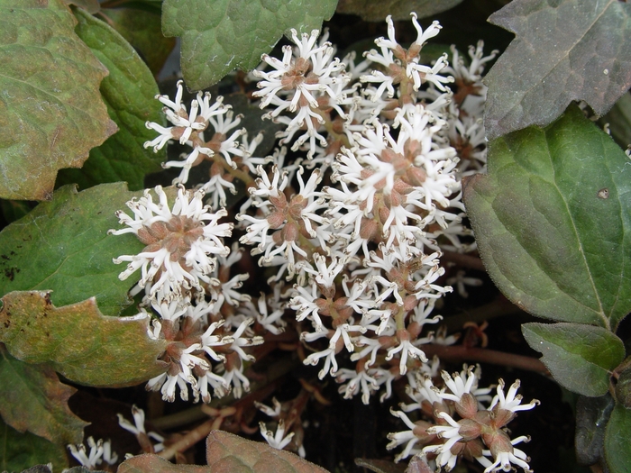 Japanese Spurge - Pachysandra terminalis from Tidal Roots Garden Center Japanese Spurge - Pachysandra terminalis from Tidal Roots Garden Center