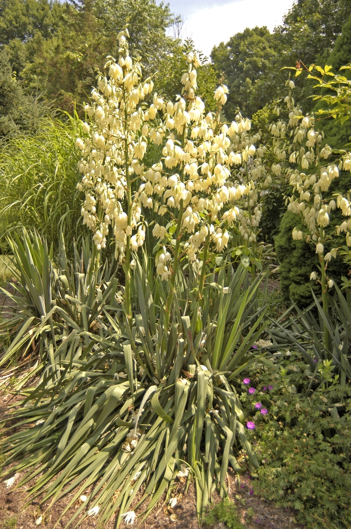 Adam's Needle - Yucca filamentosa from Tidal Roots Garden Center Adam's Needle - Yucca filamentosa from Tidal Roots Garden Center